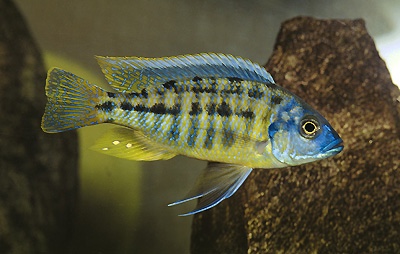 Protomelas sp. 'spilonotus mozambique' Hai Reef
